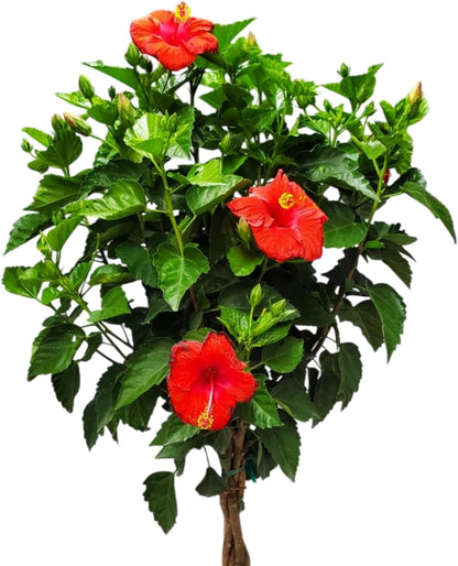Live Hibiscus Plant - Tropical Flowering Tree Plant - Red President - Overall Height 38" to 44"