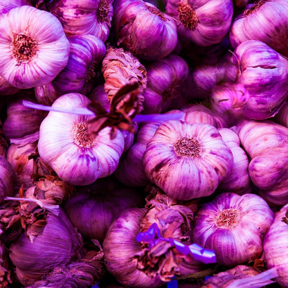 8 Garlic for Planting in Fall Hardneck, Purple Stripe Garlic Bulbs for Planting, Fresh and High