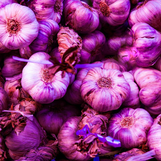 8 Garlic for Planting in Fall Hardneck, Purple Stripe Garlic Bulbs for Planting, Fresh and High