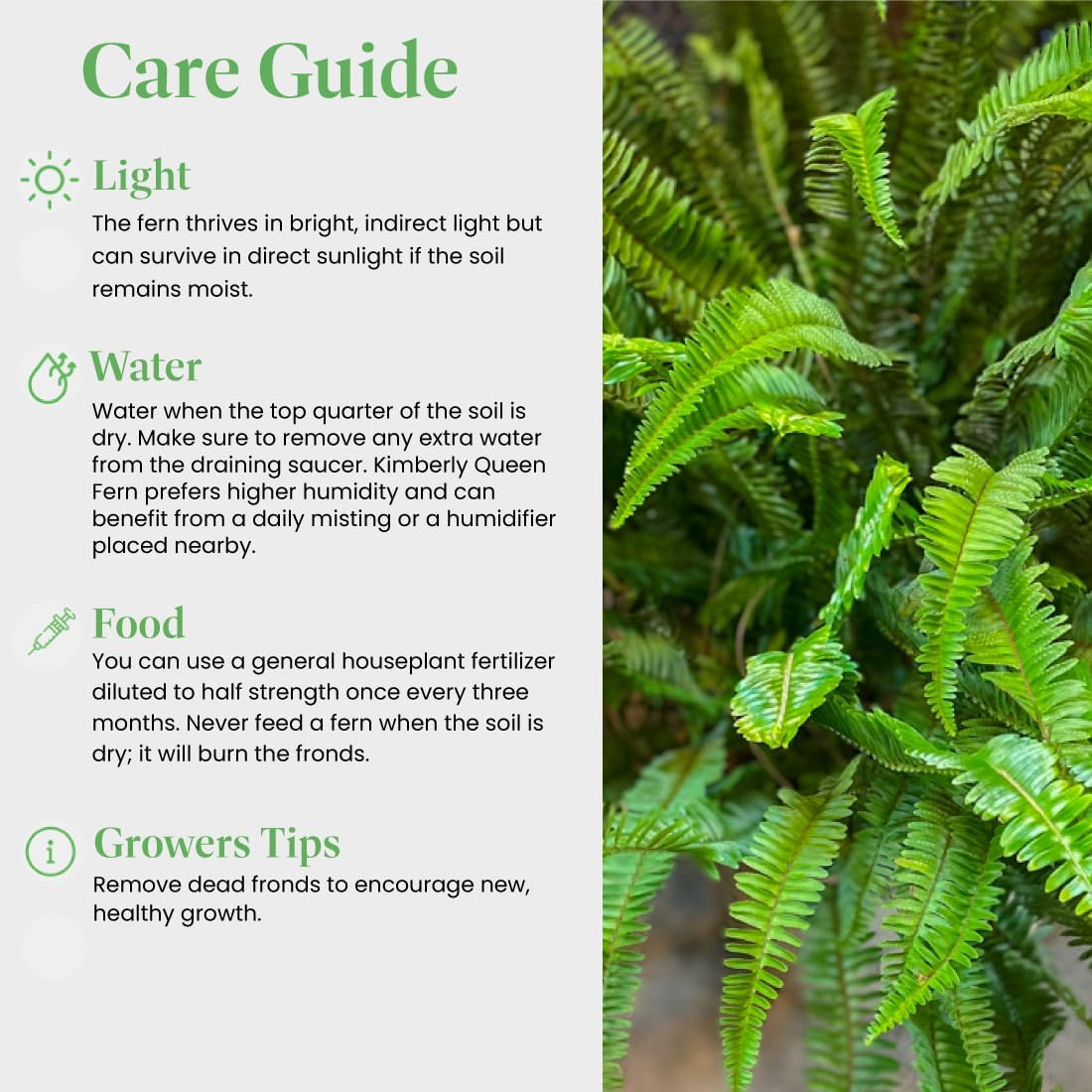 American Plant Exchange Kimberly Queen Fern – 6-Inch Pot – Live Hardy Upright Fern Houseplant, Easy