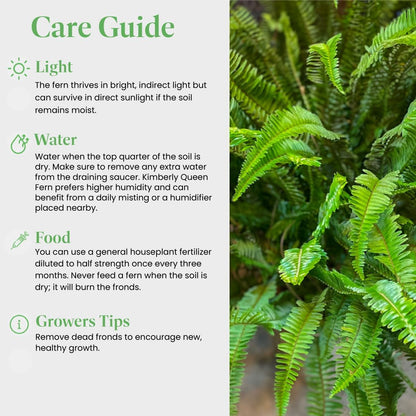 American Plant Exchange Kimberly Queen Fern – 6-Inch Pot – Live Hardy Upright Fern Houseplant, Easy