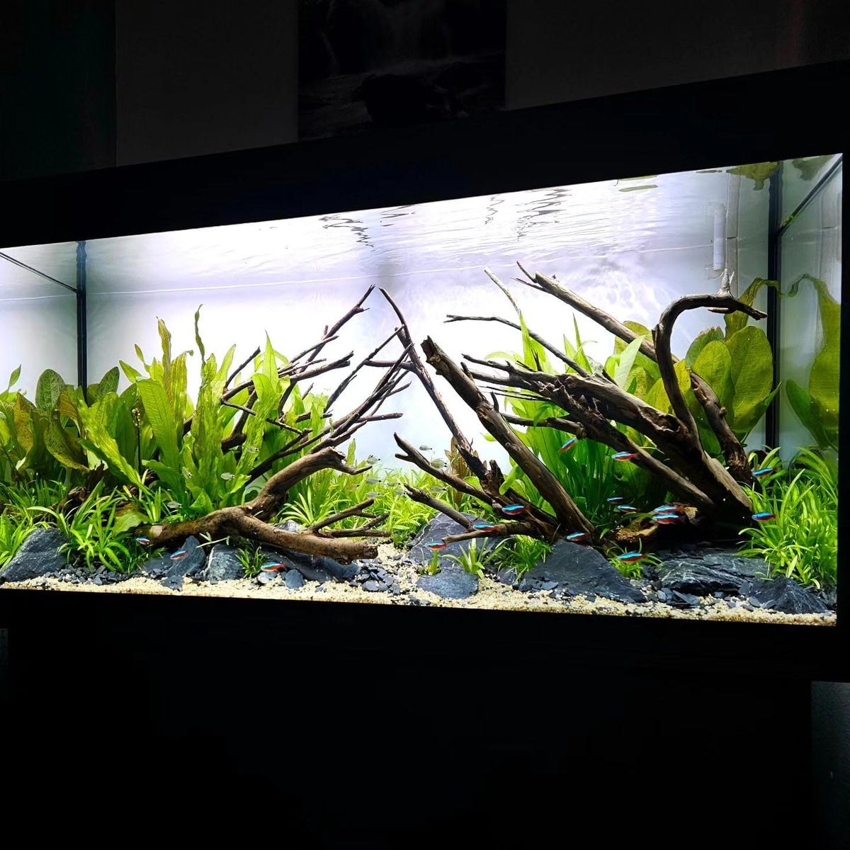 SubstrateSource Amazon Sword Echinodorus Bleheri Live Plant for Freshwater Aquariums, Natural Fish