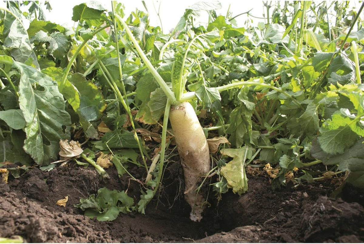 Crush Pro Brassica Blend - Fall Deer Food Plot Seed - Fast-Growing Brassicas for Heavy Graze
