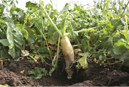 Crush Pro Brassica Blend - Fall Deer Food Plot Seed - Fast-Growing Brassicas for Heavy Graze
