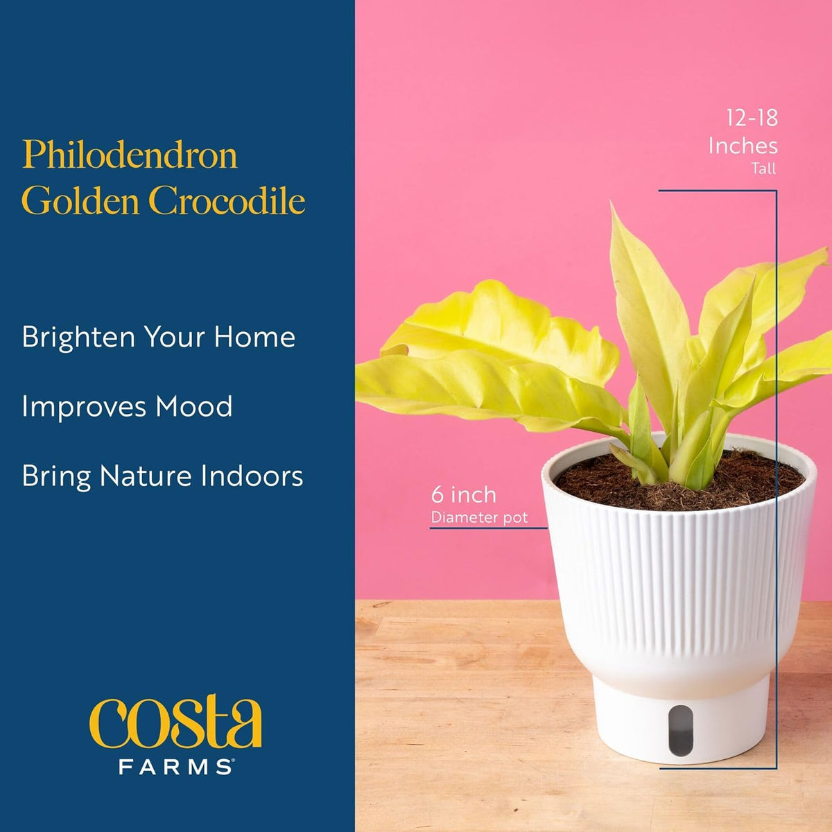 Costa Farms Philodendron Golden Crocodile, Rare Unique Live Indoor Plant in 6-Inch Self-Watering