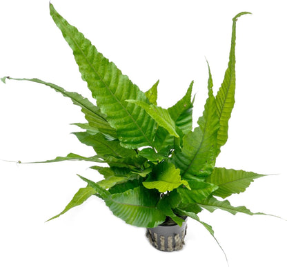 SubstrateSource Live Plants - El Niño Fern (Bolbitis heteroclita) - Midground to Background