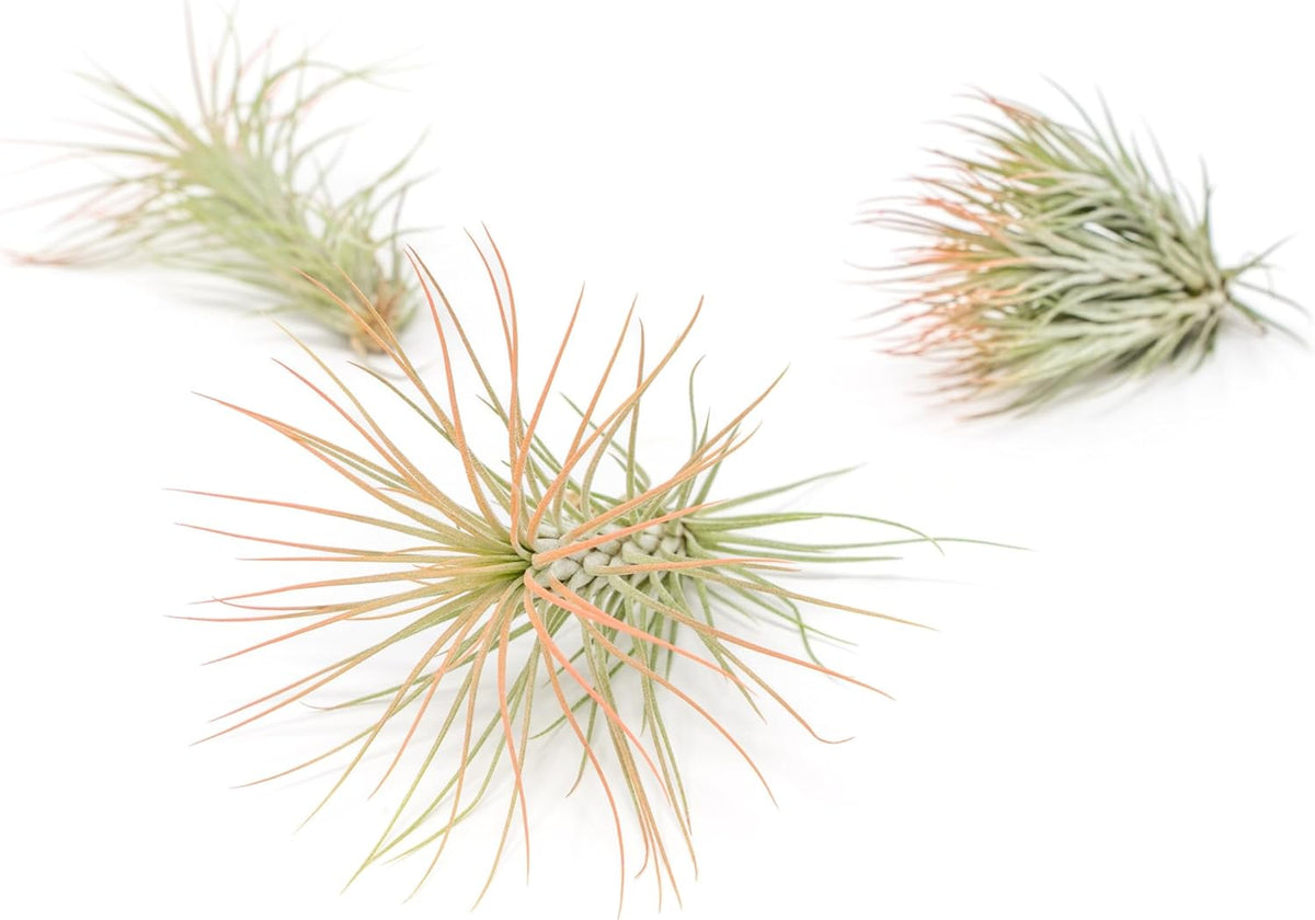 Coral Colorful Tillandsia Air Plants - Long Lasting Color Enhanced Live Tillandsia Succulent House