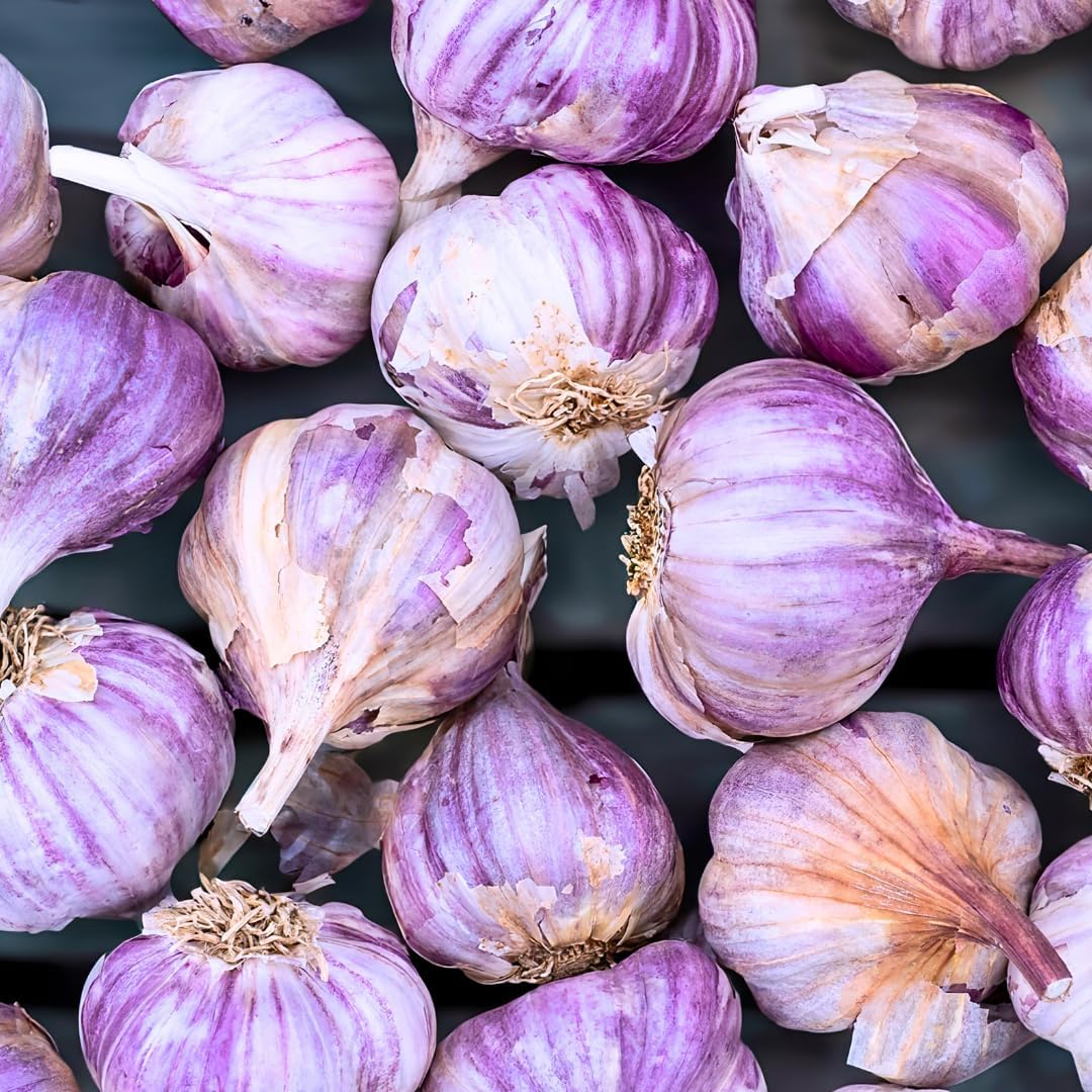 1 Pound Hard Neck Garlic for Planting in Fall, Purple Garlic Bulb for Planting, Fresh and High
