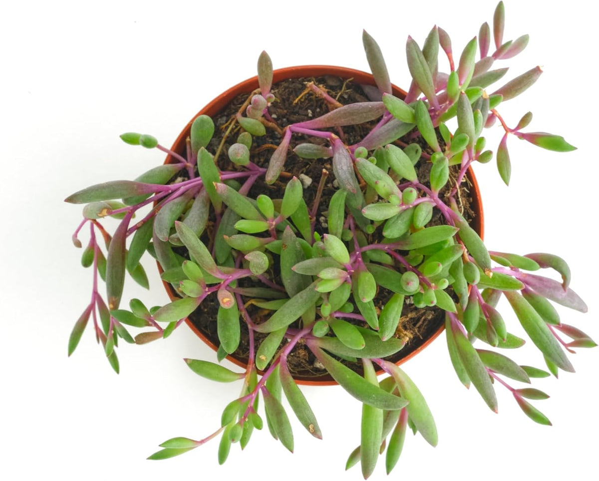 Shop Succulents Ruby Necklace Hanging Succulent, Othonna Capensis, Fully Rooted Live 4" Succulent