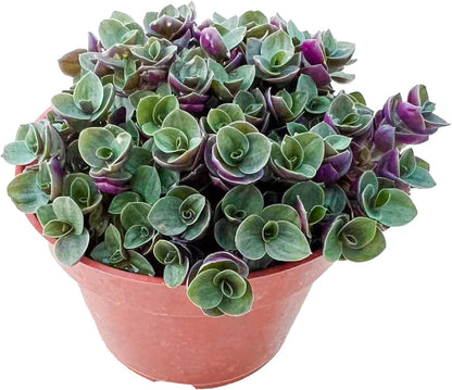 Live Succulents 'Turtle Vine' (4-inch), Succulent Plants Fully Rooted in Pots with Soil, Easy-Care