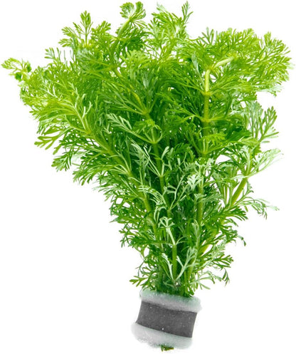 SubstrateSource Live Aquarium Stem Plants - Freshwater Aquatic Plant for Fish Tanks, Aquascaping