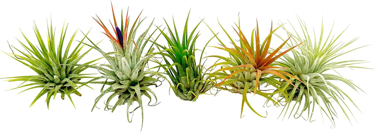 ragnaroc Air Plants - Tillandsia Ionantha Pack, Regular 1-3" - 5ct - Live Arrival Guaranteed