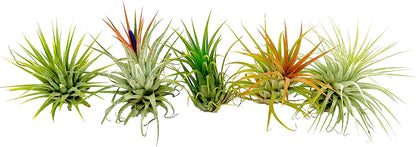 ragnaroc Air Plants - Tillandsia Ionantha Pack, Regular 1-3" - 5ct - Live Arrival Guaranteed