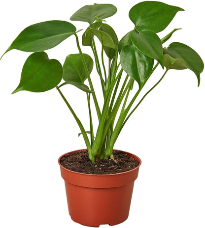 Philodendron Monstera Split-Leaf Live Plant for Indoor | Different Houseplants in 4'' & 6'' Pot |