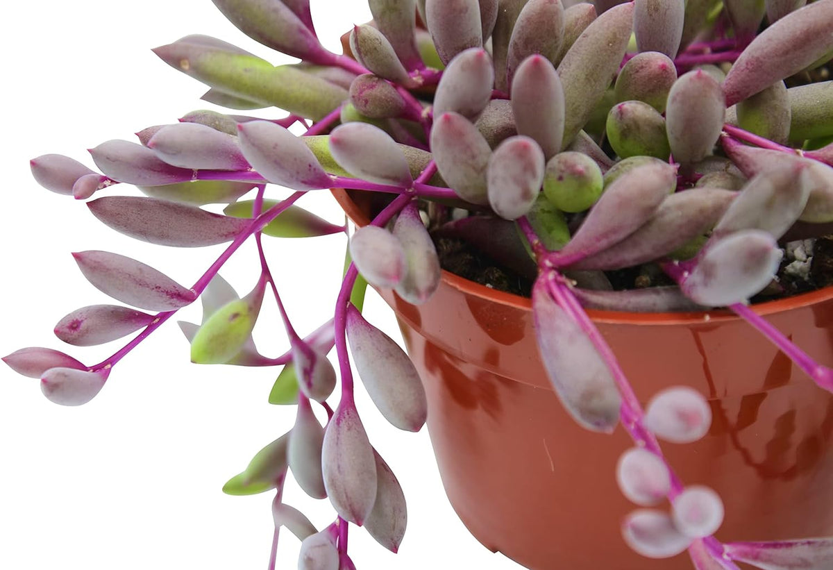 Live Succulent 4" Othonna Capensis Ruby Necklace, Succulents Plants Live, Succulent Plants Fully