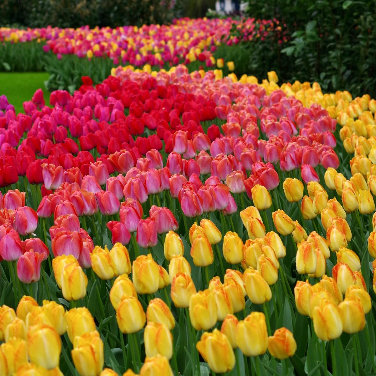 100-Pack Mixed Tulip Flower Bulbs – Bulk Pack of Colorful Tulips for Spring Blooms – Easy Fall