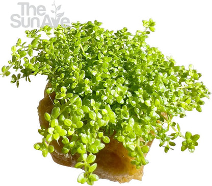 Dwarf Baby Tears Hemianthus Callitrichoides HC Live Aquarium Plants Freshwater Fish Tank