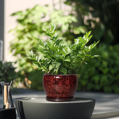SQOWL Ceramic Pot for Plants - 6 Inch Plant Pot Indoor with Drainage Hole and Saucer, Decorative