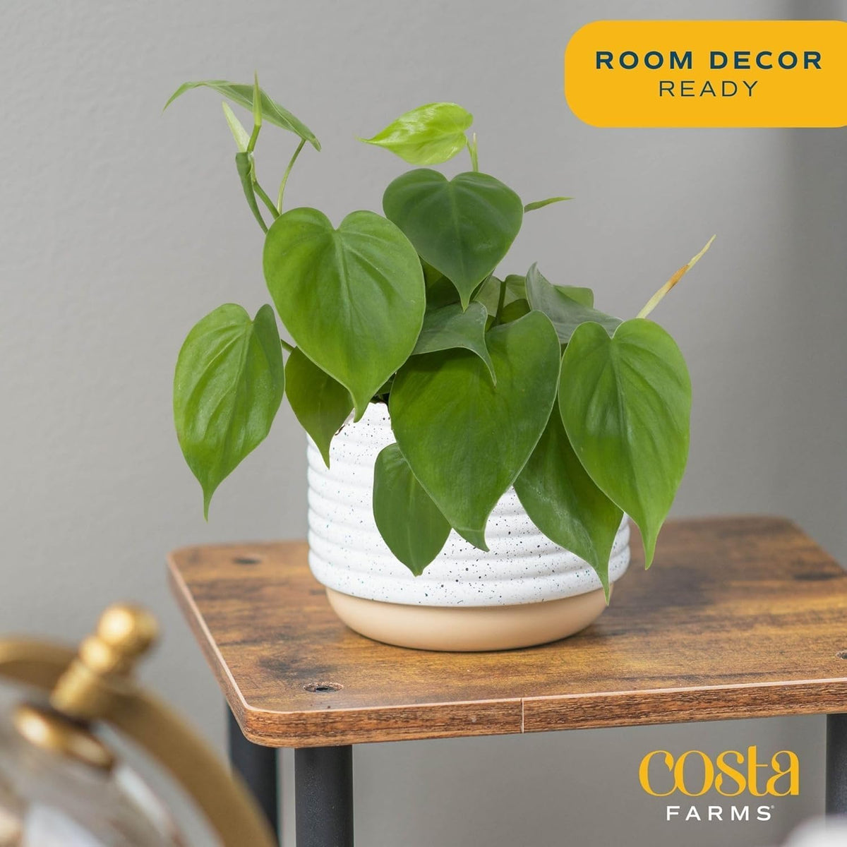 Costa Farms Philodendron Live Plant, Grower's Choice Indoor House Plant, Easy to Grow Vining