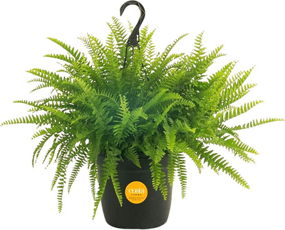 Costa Farms Boston Fern Live Plant in Plastic Pot, Air Purifying Large Indoor & Outdoor Houseplant