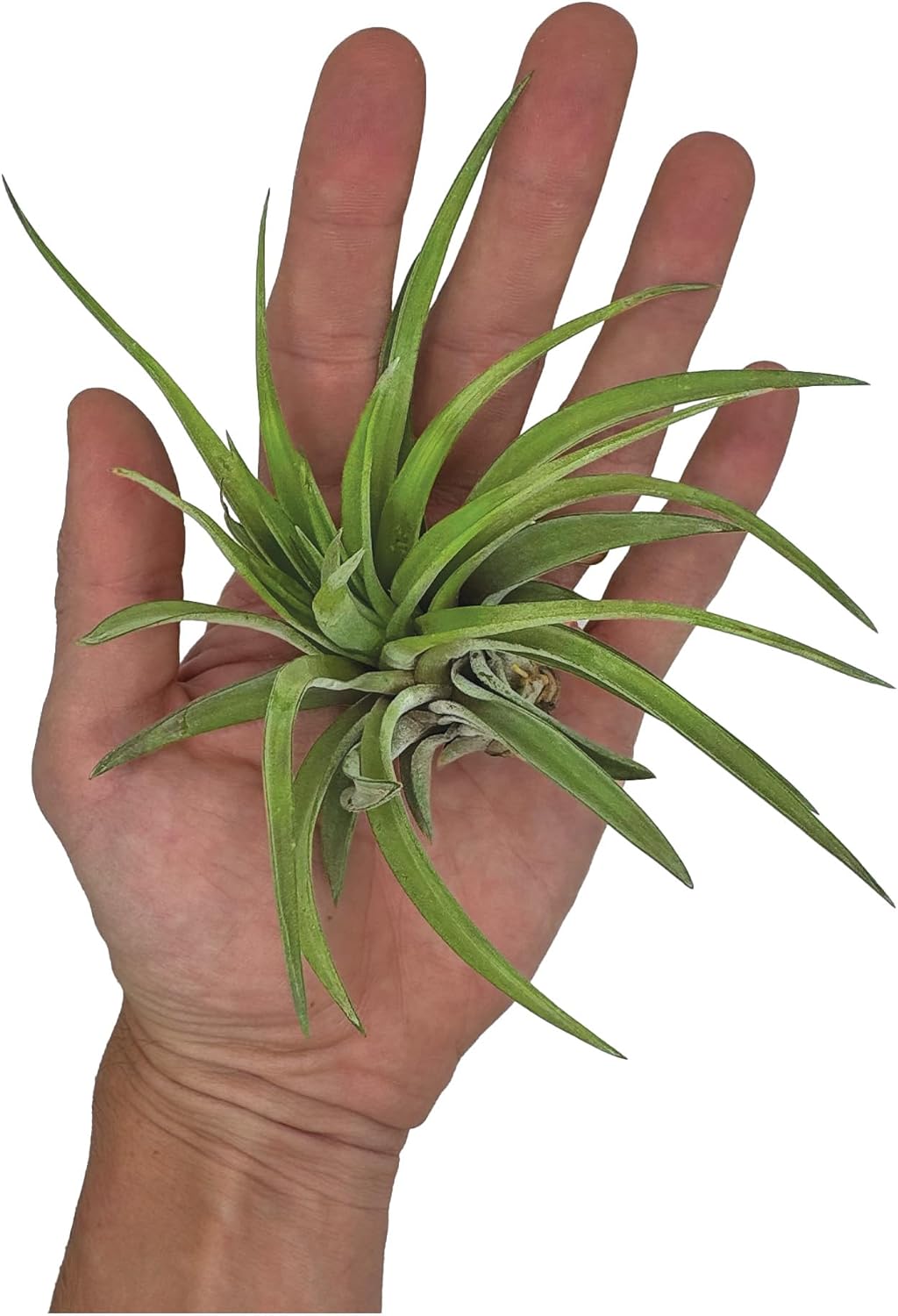 ragnaroc Air Plants - Tillandsia Brachycaulos Abdita, Large 4-6" - 5 ct - Live Arrival Guaranteed
