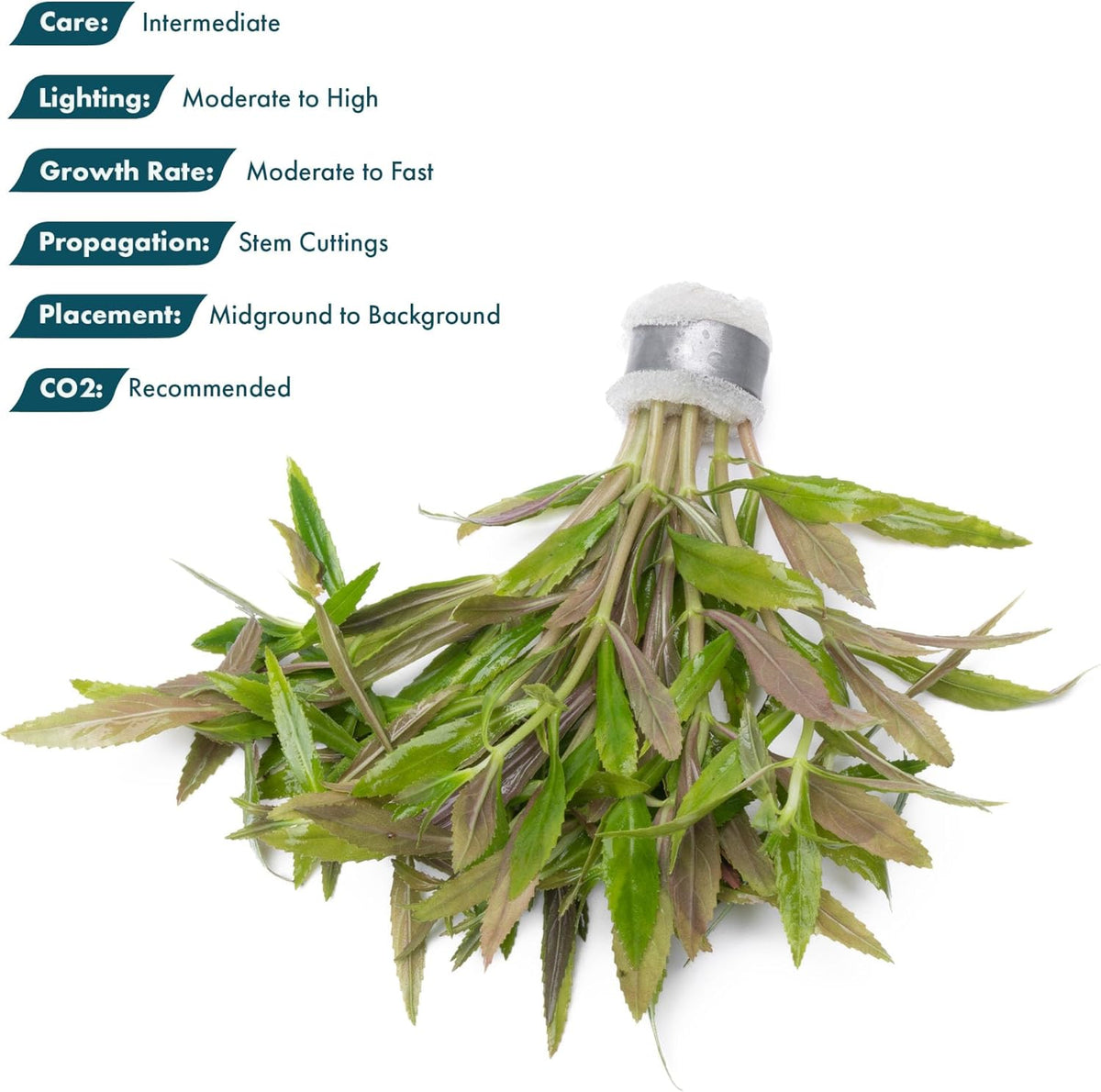SubstrateSource Live Aquarium Stem Plants - Freshwater Aquatic Plant for Fish Tanks, Aquascaping