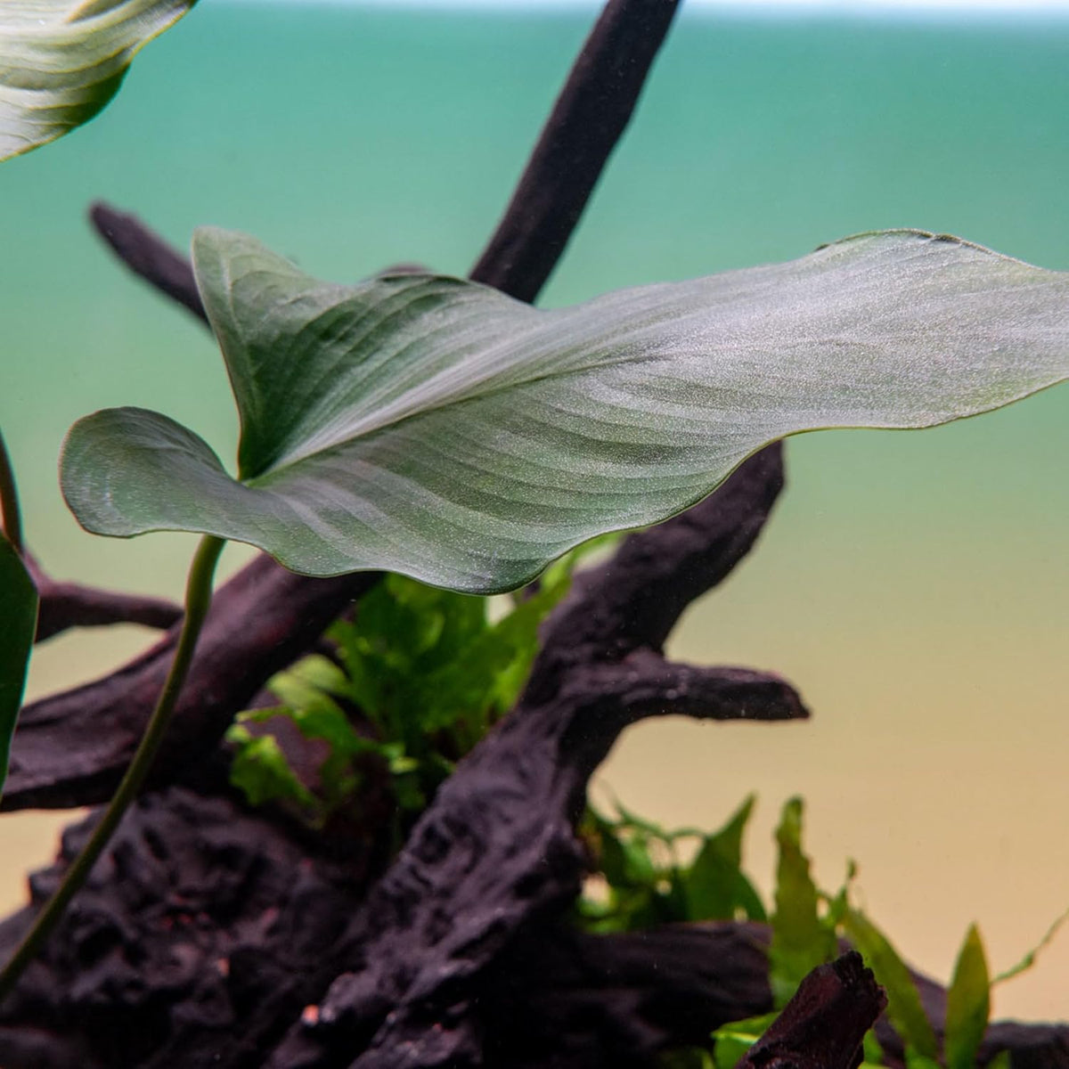 SubstrateSource Live Plants – Anubias Hastifolia (Anubias hastifolia) – Low to Moderate Light