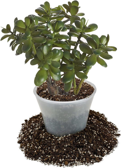 GARDENERA Premium Jade Plant Potting Soil Mix - (3 Quart Bag)