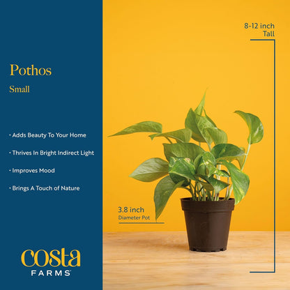 Costa Farms Pothos Live Plants, Devil's Ivy in Plastic Pots, Easy to Maintain, Air Purifying Indoor