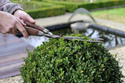 Winter Gem Boxwood | 3 Live 4 Inch Pots | Buxus Microphylla Japonica | Fast Growing Cold Hardy