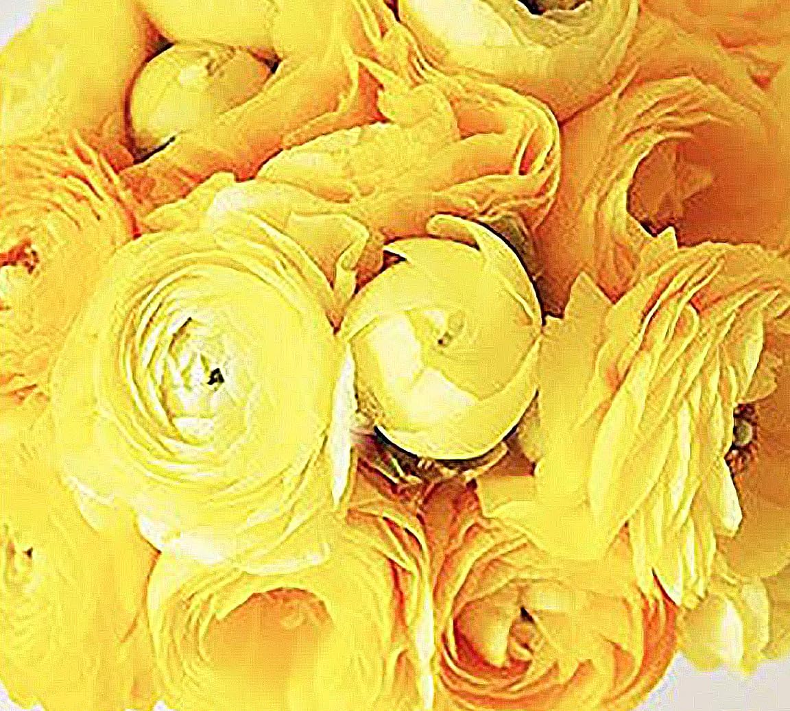 Orange French Peony Ranunculus - 12 Largest Size Corms, Premium Ranunculus Bulbs, Vibrant Orange