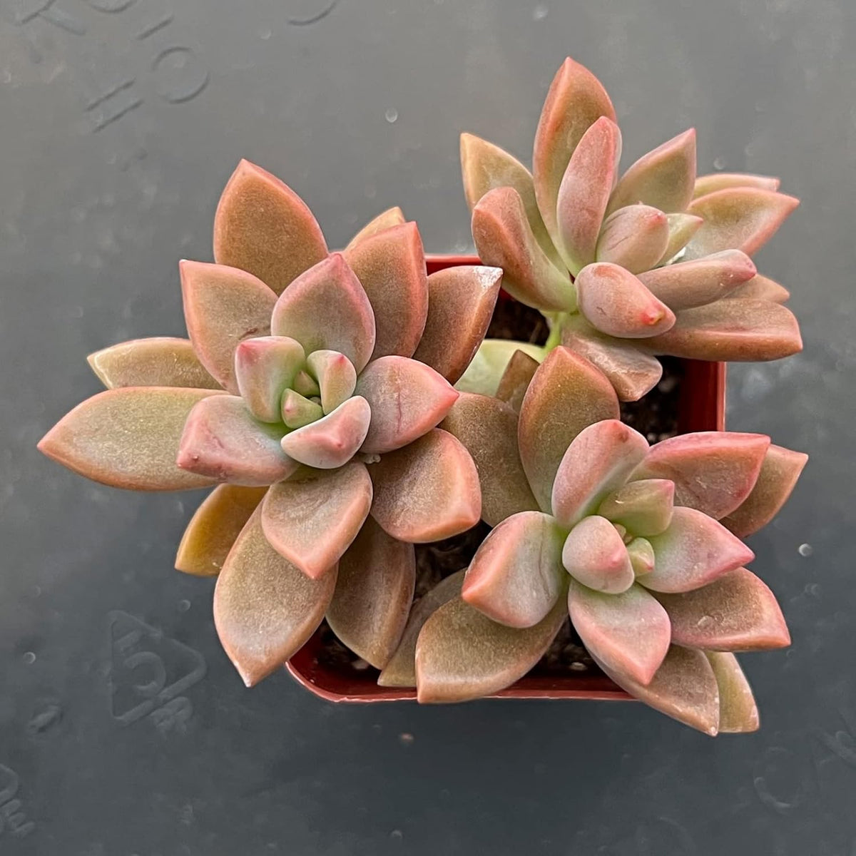 Sprout N Green Graptopetalum paraguayense cv.Bronze, Rare Live Succulent Fully Rooted in 2 inch