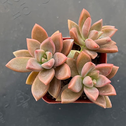 Sprout N Green Graptopetalum paraguayense cv.Bronze, Rare Live Succulent Fully Rooted in 2 inch