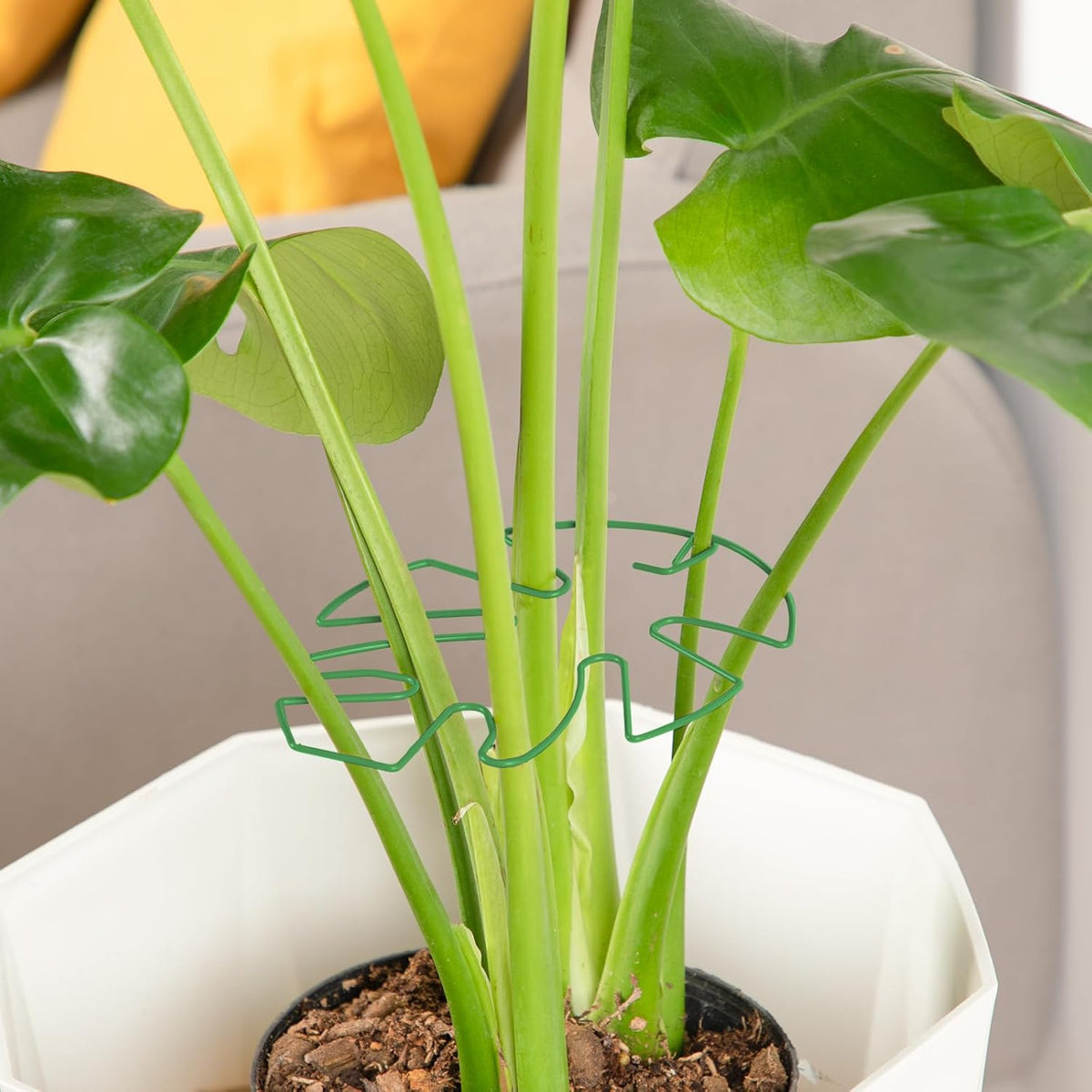 6PCS Iron Monstera Plant Support, Uniquely Designed Indoor Plant Accessories, Stable Plant Support