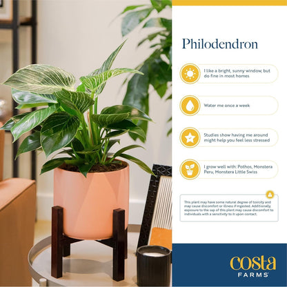 Costa Farms Philodendron Birkin Live Plant in Decorative Pot, Air Purifying Indoor Houseplant