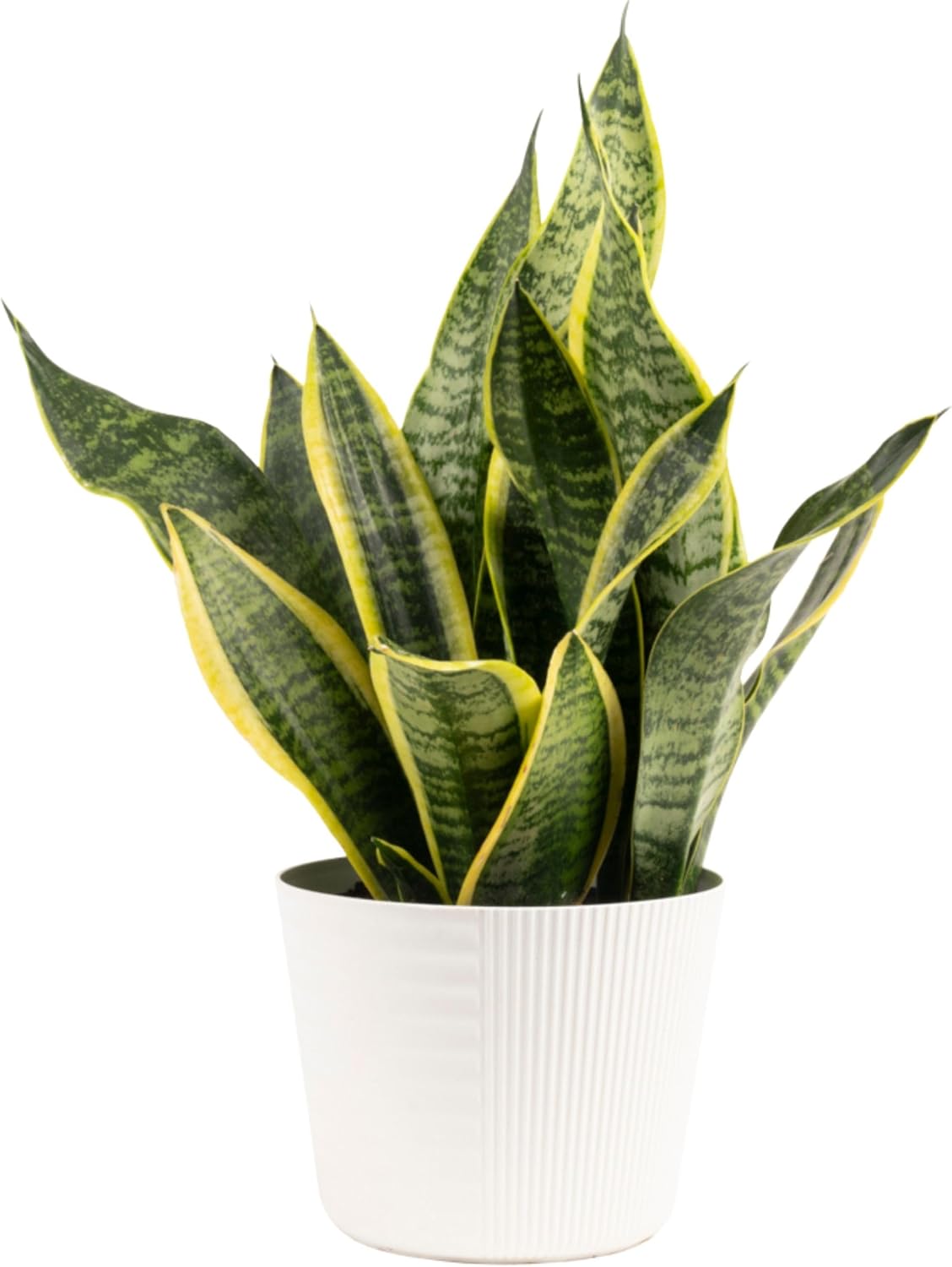 Costa Farms Snake, Sansevieria Mother-In-Law's Tongue in Mid-Century Modern Planter Stand Fits on