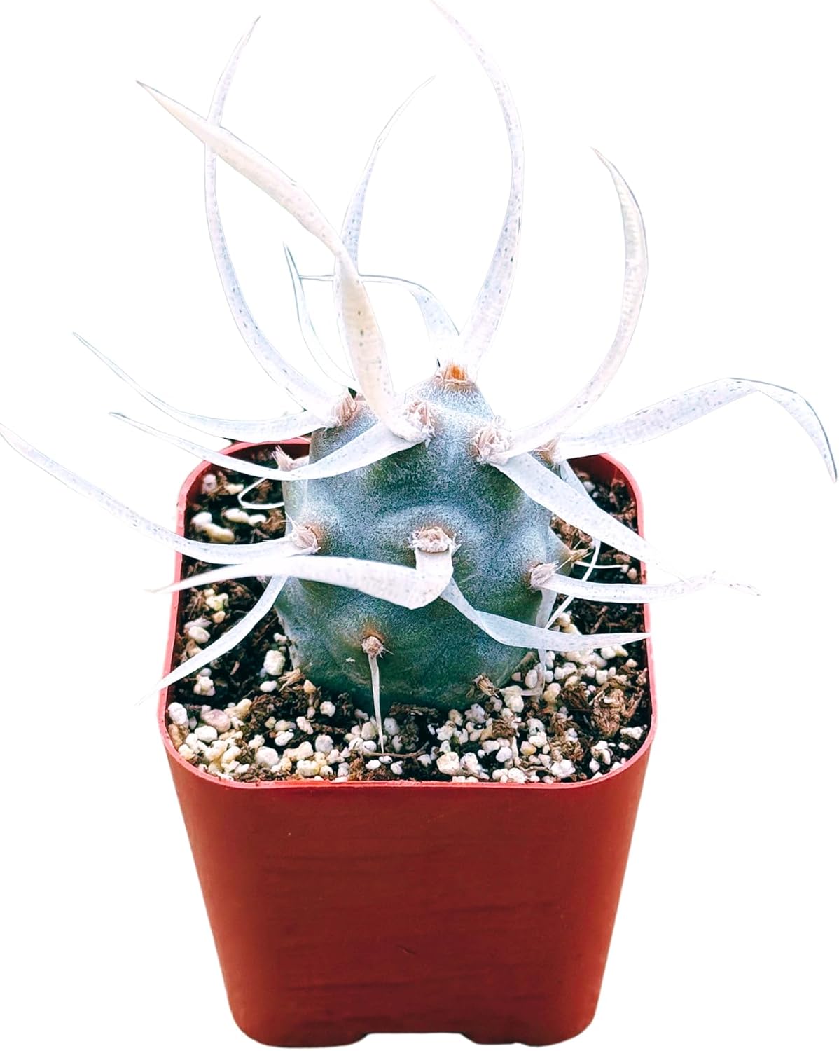Succulents Plants Live 2inch Live Mini Succulent Plants, Easy Care House Plants Rooted in Succulent