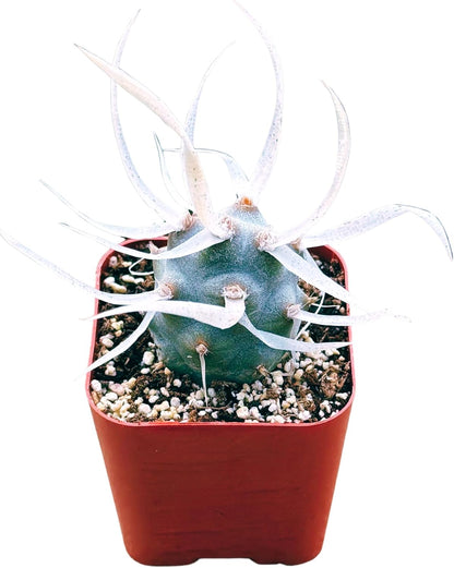 Succulents Plants Live 2inch Live Mini Succulent Plants, Easy Care House Plants Rooted in Succulent