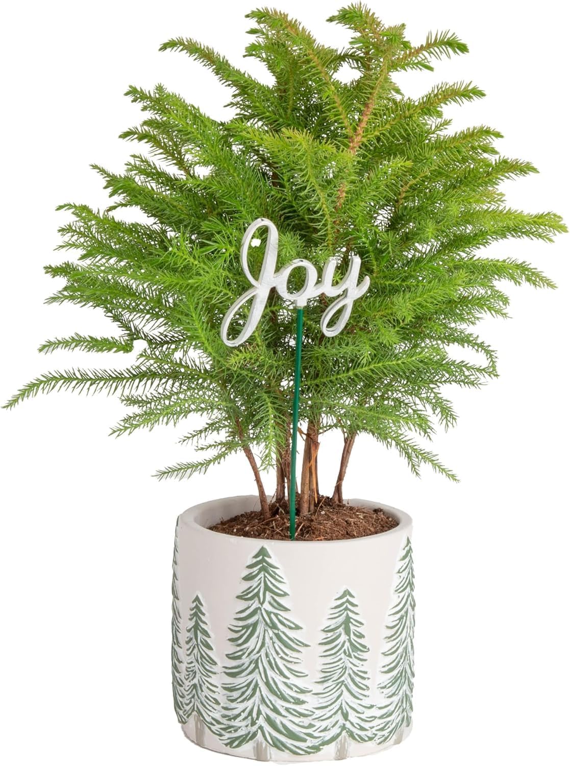 Costa Farms Norfolk Island Pine, Live Christmas Tree Plant in Holiday Decorative Plant Pot