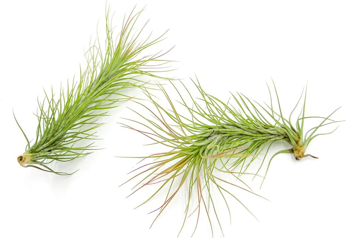 ragnaroc Air Plants - Tillandsia Funckiana, Large 5" - 2ct - Live Arrival Guaranteed - House Plants