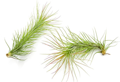 ragnaroc Air Plants - Tillandsia Funckiana, Large 5" - 2ct - Live Arrival Guaranteed - House Plants