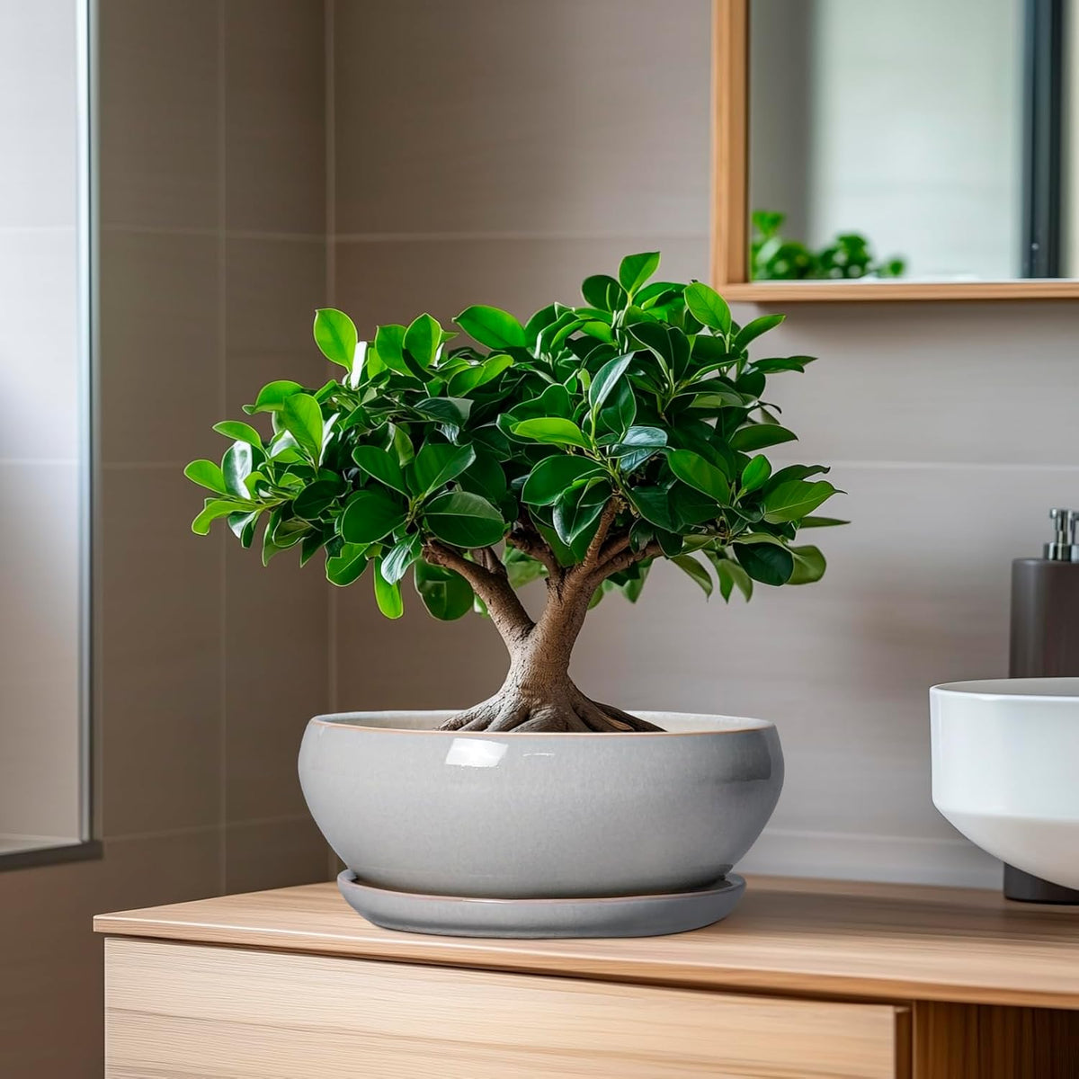 SQOWL Bonsai Tree Pots - 8 Inch Ceramic Plant Pots for Succulents, Shallow Planter with Drainage