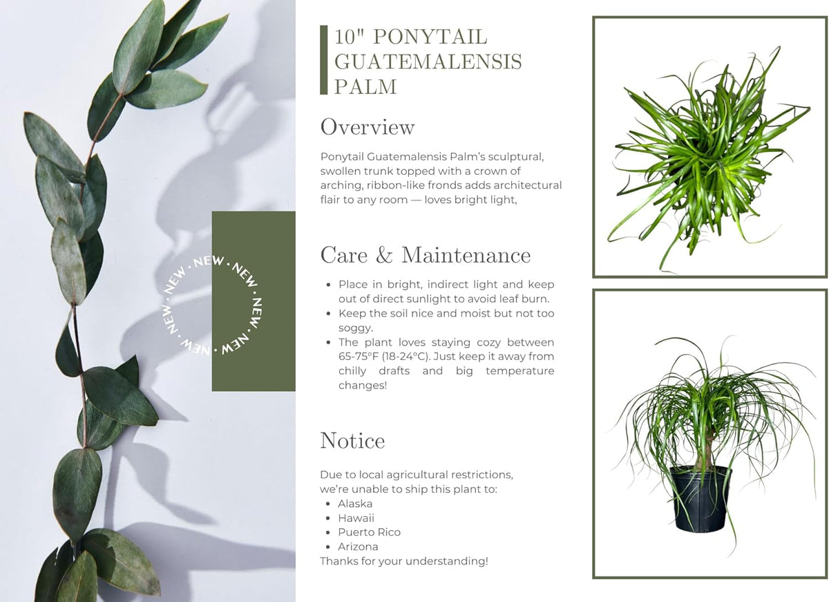 Ponytail Palm Elephant's Foot Live Plant for Indoor, Outdoor Use, 10-inch Grower Pot
