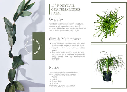 Ponytail Palm Elephant's Foot Live Plant for Indoor, Outdoor Use, 10-inch Grower Pot