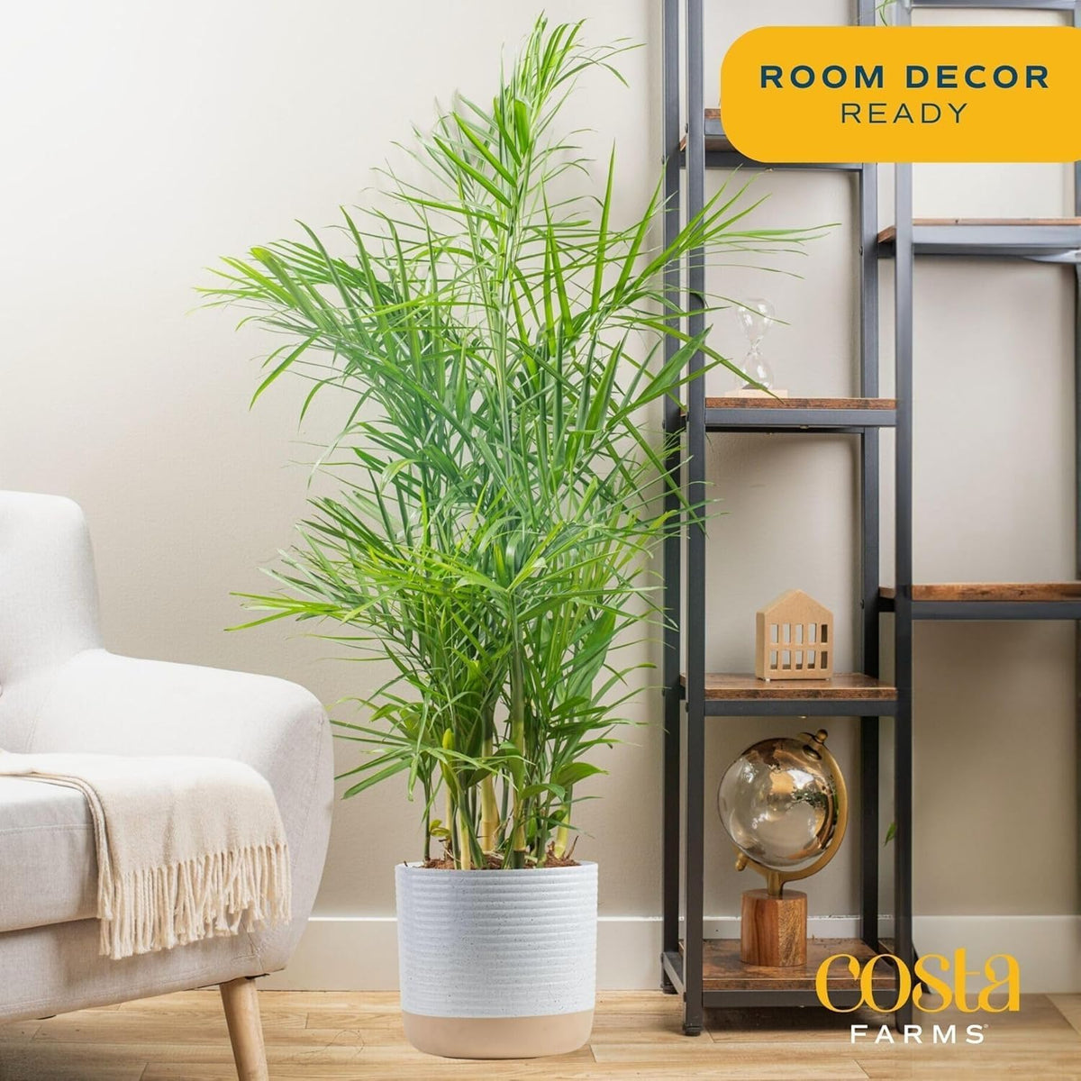 Costa Farms Bamboo Palm Live Plant in Decorative Pot, Air Purifying Large Indoor Houseplant