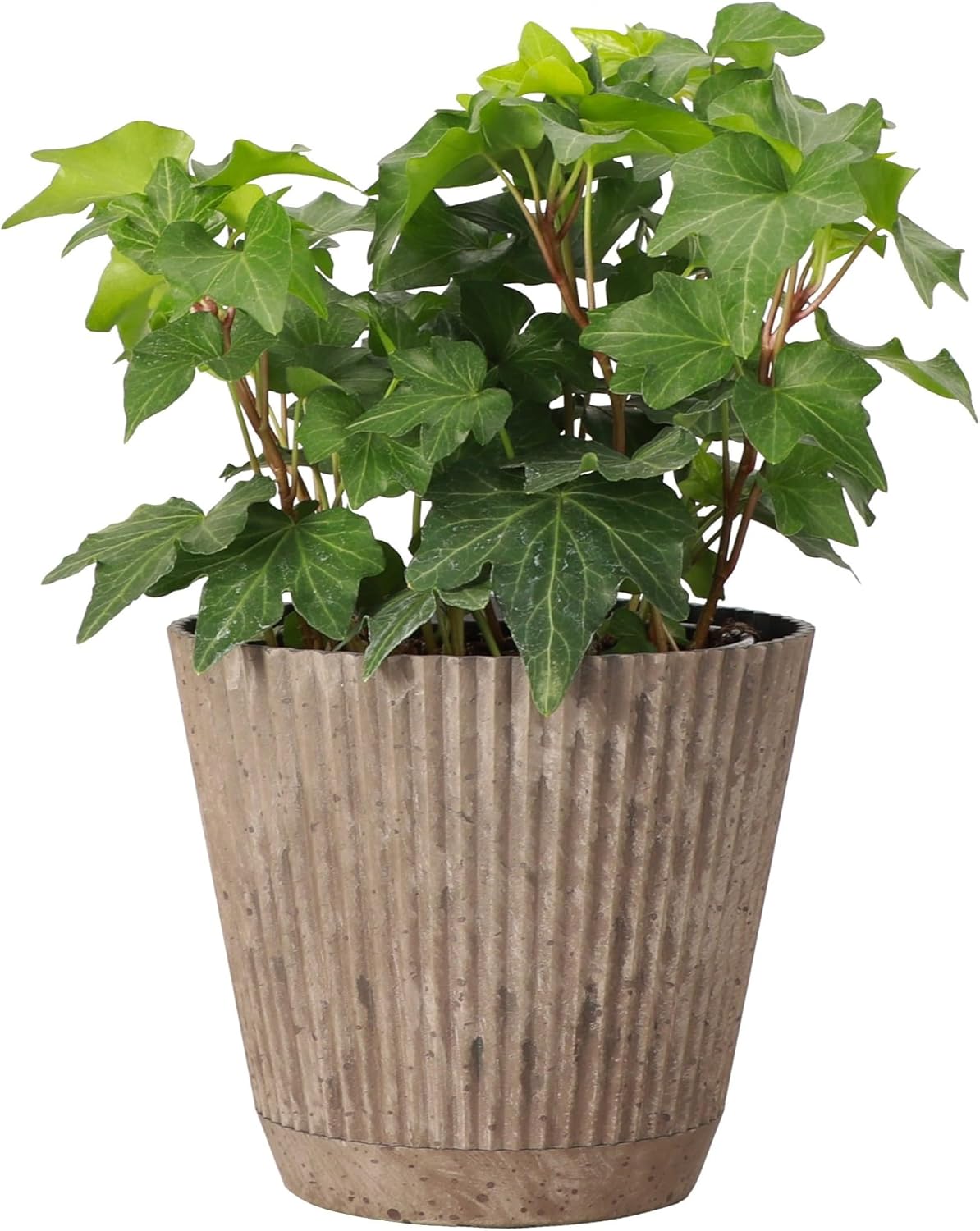 Thorsen's Greenhouse Live Green English Ivy Plant, Hedera Helix, Natural Air Purifier, Easy to