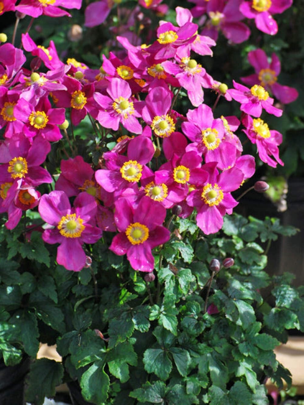 Perennial Farm Anemone x Hybrida Fantasy™ 'Red Riding Hood' – Live Windflower in #1 Container