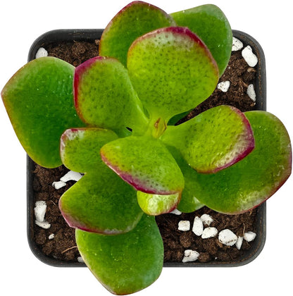 Sprout N Green Dwarf Jade - 2-3" Tall Crassula Ovata Crosby's Compact, Rare Cute Succulent Plant