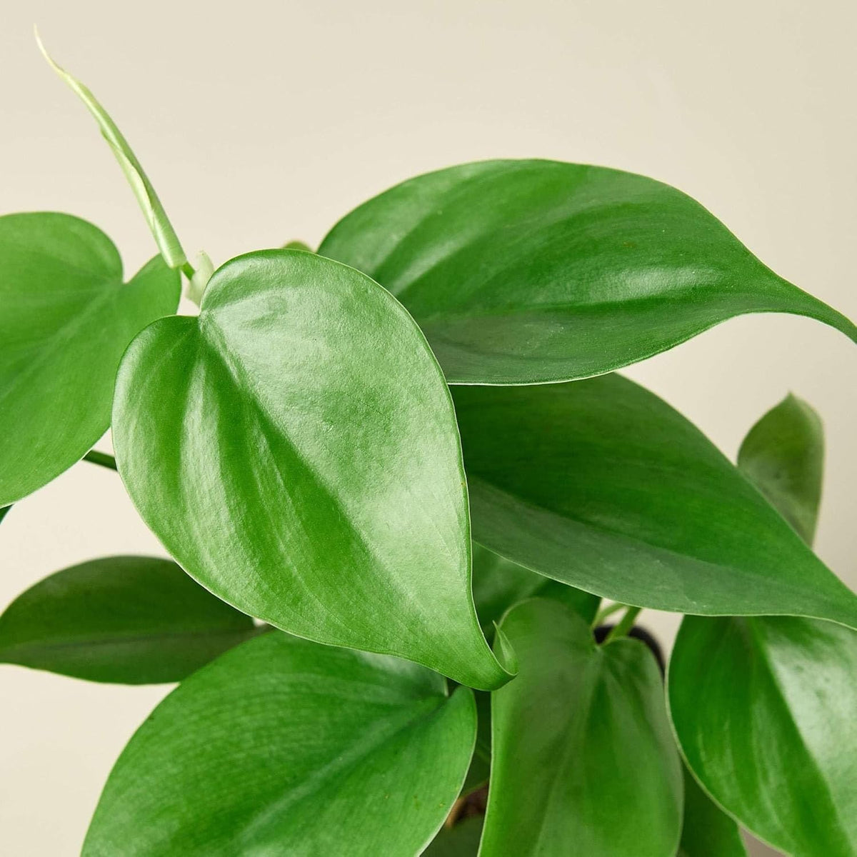 Philodendron Cordatum Heartleaf Live Plant for Indoor | Different Houseplants in 3'' Pot | Real