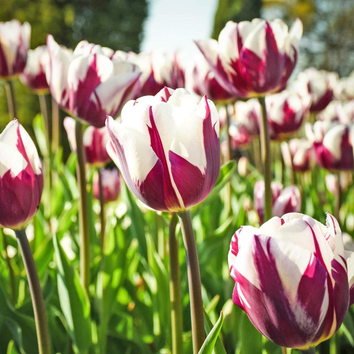 Blueberry Swirl Tulip Flowers - 20 Bulbs | Vibrant Purple & White Perennial Blooms | Dramatic